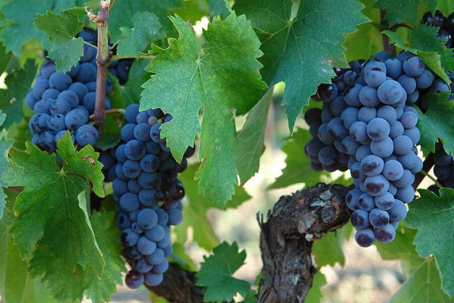 grappoli-uva-nerello-mascalese